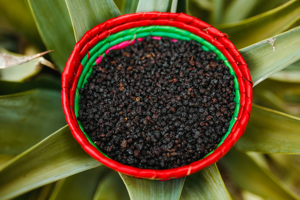 Loose Dry Elderberry