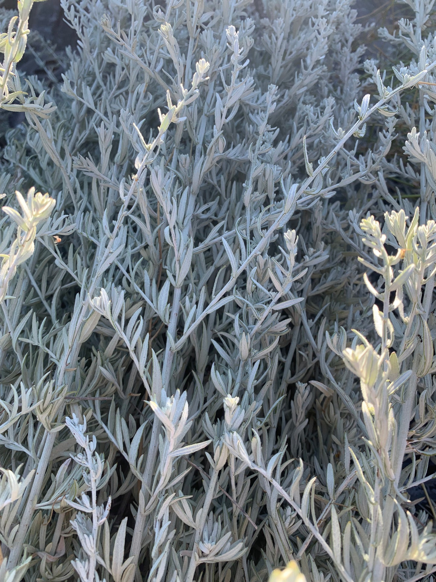 Desert Sage