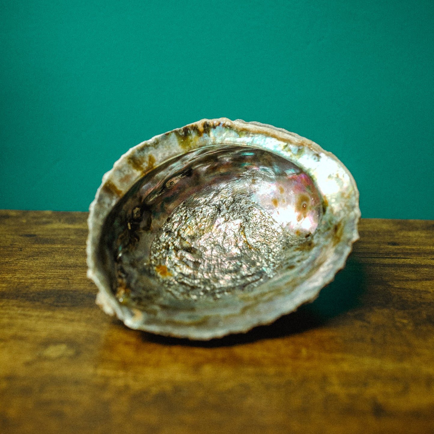 Abalone Shell