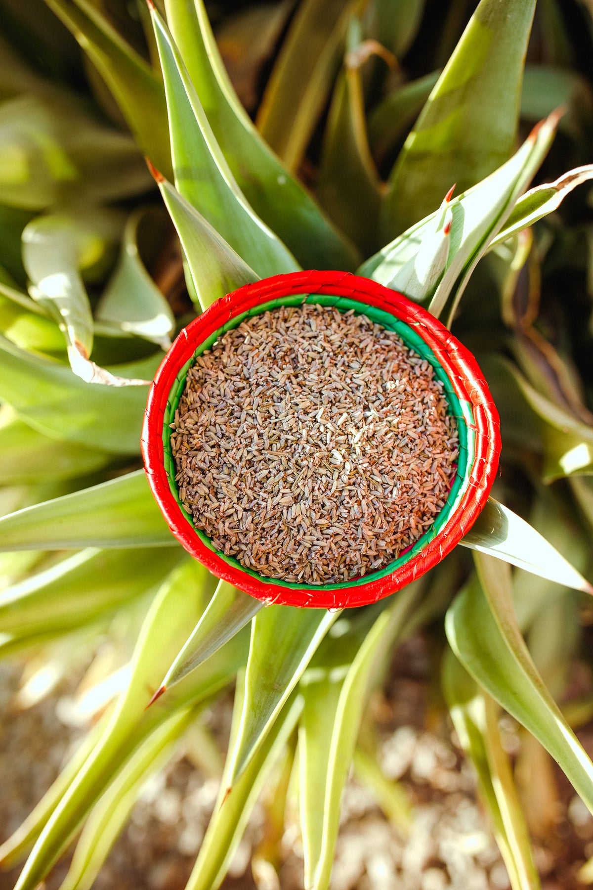 Loose Leaf Lavender