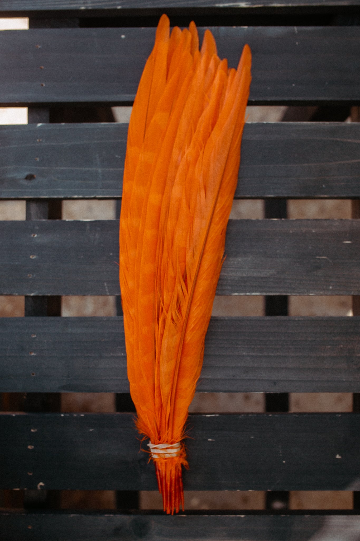 Feathers - Cuchillos 14 inch