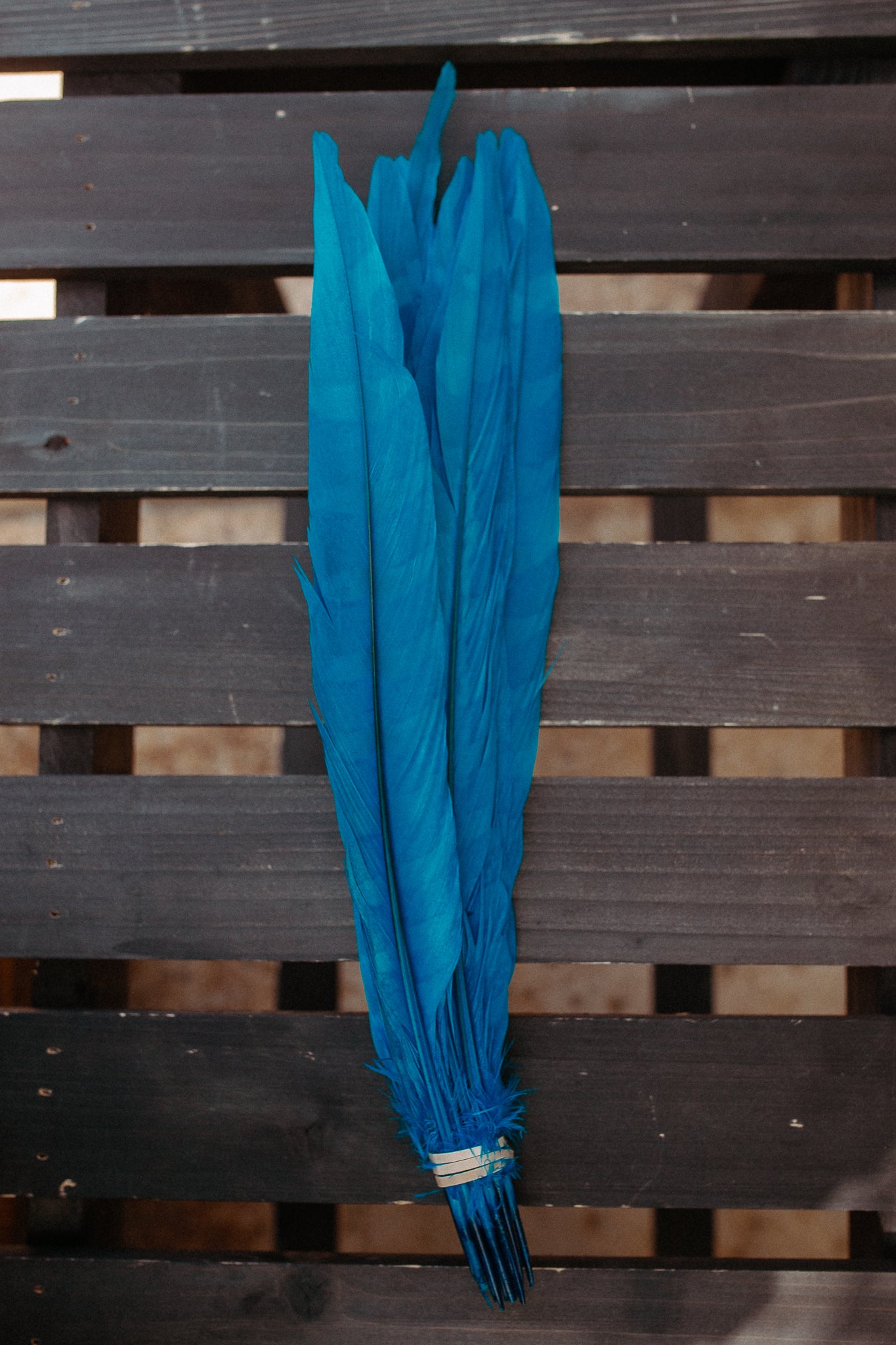 Feathers - Cuchillos 14 inch