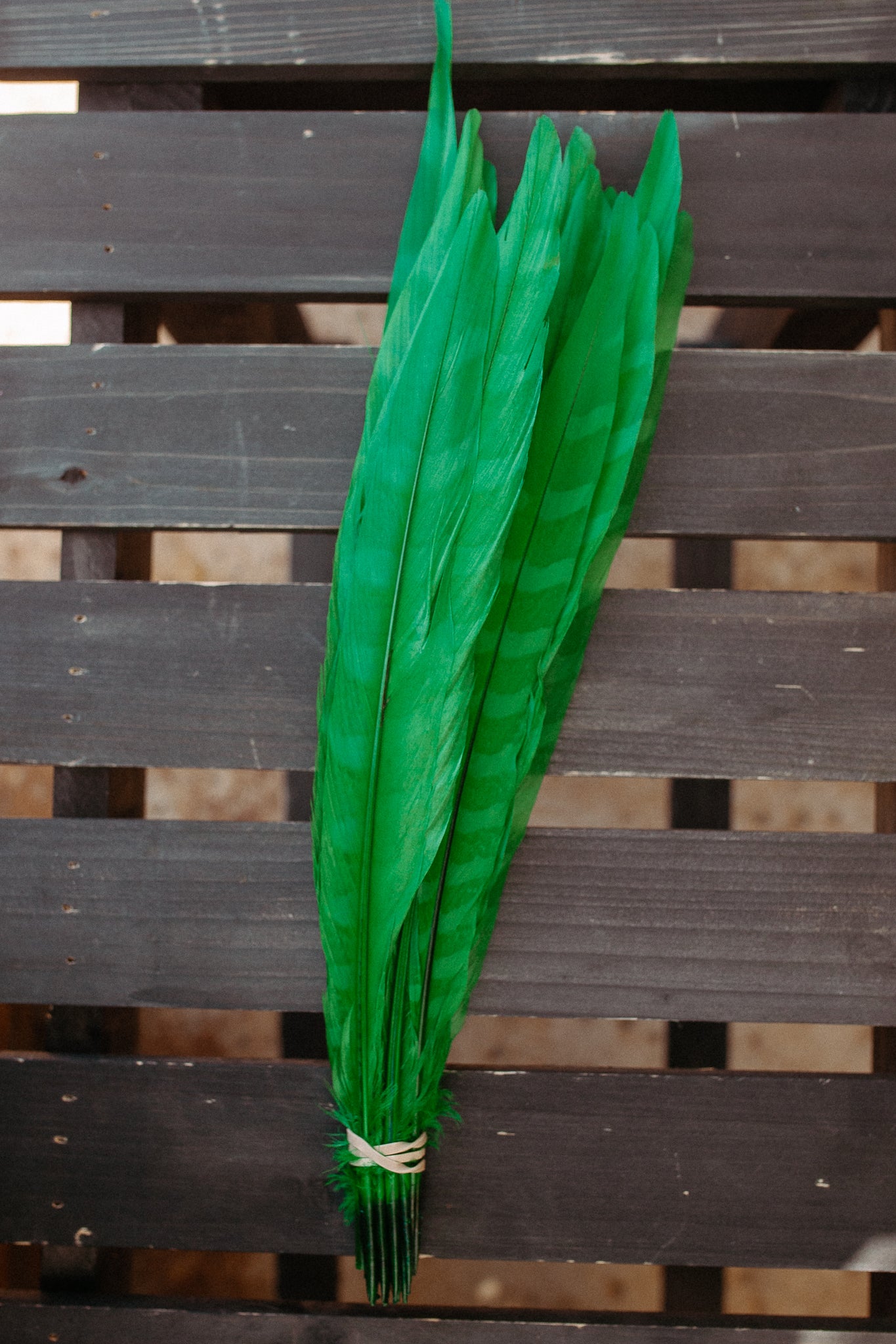 Feathers - Cuchillos 14 inch