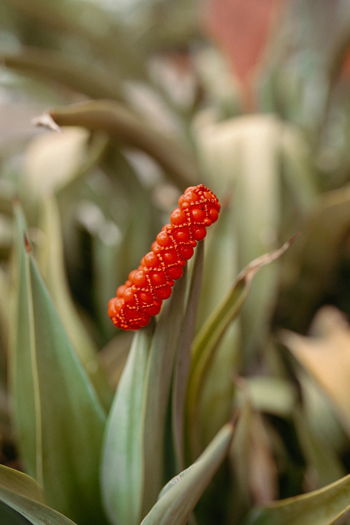 Ecuadorian Interlaced Red Beaded Bracelet