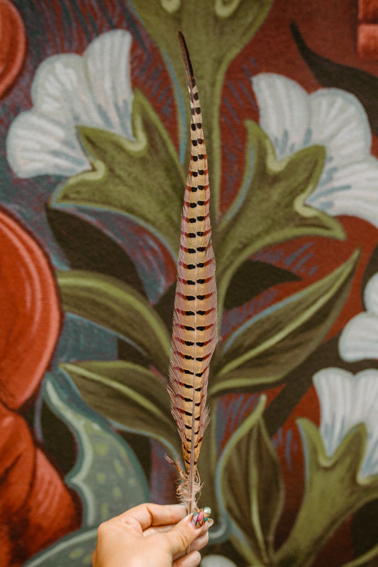 30 - 35 inch Individual Pheasant Feathers