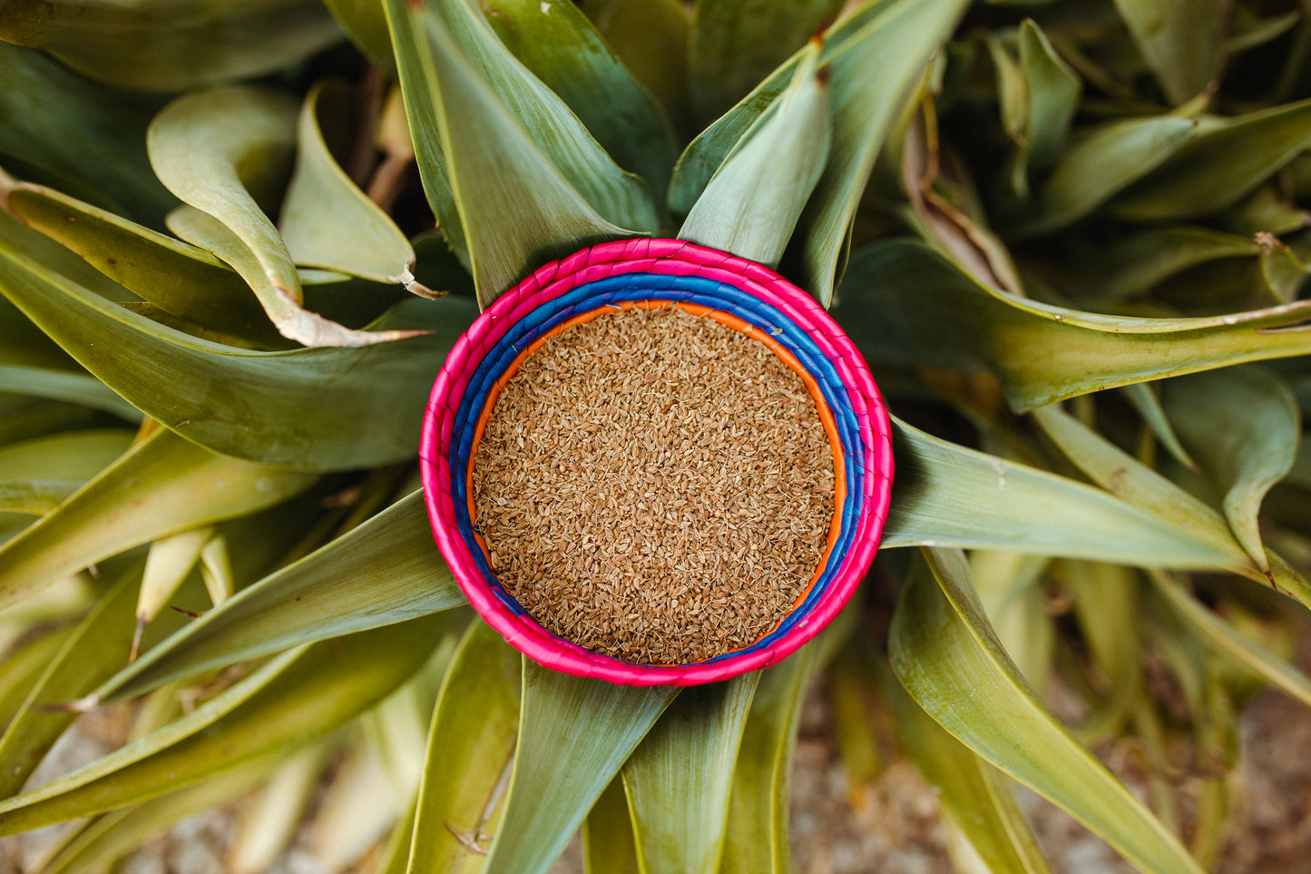 Loose Anise Seeds