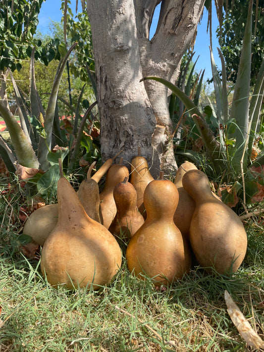 Bottle Gourds